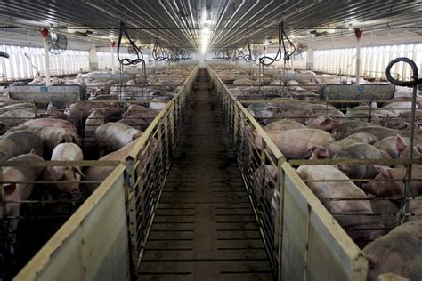 why are factory farms bad